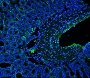 Immunofluorescent staining of FFPE mouse intestine with Cd146 antibody (green) and DAPI nuclear stain (blue). HIER: steam section in pH8 EDTA for 20 min.