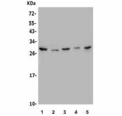 Western blot testing of human 1) A549, 2) HeLa, 3) HEK293, 4) Caco-2 and 5) Raji lysate with MESP1 antibody. Predicted molecular weight ~29 kDa.