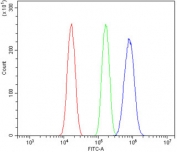 Ah Receptor Antibody Neuro-2a Cells FACS. Flow cytometric analysis of mouse Neuro-2a cells was performed using an Ah Receptor antibody at 1 ug per million cells following blocking with goat sera. Ah Receptor, also known as Aryl Hydrocarbon Receptor and a Ligand Activated Transcription Factor, regulates gene expression in response to environmental toxins, endogenous metabolites, and dietary ligands. Red histogram: cells alone. Green histogram: isotype control. Blue histogram: Ah Receptor antibody. The clear rightward shift of the Ah Receptor antibody signal relative to both controls demonstrates specific detection of endogenous AHR expression in Neuro-2a neuroblastoma cells. These findings are consistent with the emerging role of AHR signaling in neurodevelopment, neuronal homeostasis, and responses to environmental stimuli. These results support the utility of Ah Receptor Antibody for studies of signal transduction, neurobiology, and transcriptional regulation.