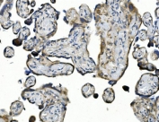 IHC staining of FFPE human placenta with ANGPT2 antibody. HIER: boil tissue sections in pH8 EDTA for 20 min and allow to cool before testing.