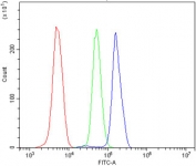 MC4-R Antibody U937 Flow Cytometry. Flow cytometric analysis of human U937 cells using MC4-R antibody demonstrates a clear rightward shift of the blue histogram (MC4-R antibody) relative to the green histogram (isotype control) and red histogram (cells alone), consistent with expression of Melanocortin Receptor 4 (MC4-R). MC4-R is a G protein-coupled receptor that mediates melanocortin signaling pathways involved in energy homeostasis, appetite regulation, neuroendocrine communication, and metabolic control. The observed staining pattern supports detection of endogenous MC4-R expression and demonstrates the utility of this antibody for studies of receptor-mediated signaling, endocrine regulation, and melanocortin pathway biology. Cells were stained with 1 ug antibody per million cells following blocking with goat sera.