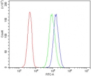 ZAP70 Antibody for FACS / Leukemia Lymphoma Flow Cytometry Antibody. Flow cytometry analysis of human 293T cells evaluating intracellular ZAP70 expression using clone ZAP70/2047 at 1 ug per million cells. Cells were fixed, permeabilized, and blocked with goat sera prior to staining to enable detection of the cytoplasmic kinase Zeta-chain-associated protein kinase 70 (ZAP70), supporting leukemia and lymphoma research workflows involving intracellular phenotyping of cell populations. The blue histogram shows a rightward fluorescence shift corresponding to ZAP70-positive cells, the green histogram represents the isotype control, and the red histogram indicates unstained cells, demonstrating specific intracellular detection of ZAP70 by flow cytometry in a model system relevant to hematologic malignancy studies.