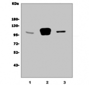 GRID2 Antibody WB. Western blot testing of 1) human HL60, 2) rat brain and 2) mouse brain lysate with GRID2 antibody. Predicted molecular weight ~113 kDa.