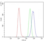 GRID2 Antibody Human Sample FACS. Flow cytometry testing of human U-2 OS cells with GRID2 antibody at 1ug/million cells (blocked with goat sera); Red=cells alone, Green=isotype control, Blue= GRID2 antibody.