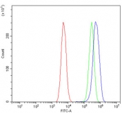GRID2 Antibody Rat Sample FACS. Flow cytometry testing of rat C6 cells with GRID2 antibody at 1ug/million cells (blocked with goat sera); Red=cells alone, Green=isotype control, Blue= GRID2 antibody.