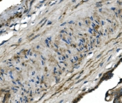 GNG4 Antibody for IHC. FFPE human placenta tissue stained with GNG4 antibody shows cytoplasmic and membranous staining in placental cells, consistent with G protein-coupled receptor signaling localization. A rabbit polyclonal format was used following HIER with pH8 EDTA buffer for antigen retrieval. Hematoxylin counterstain highlights nuclei (blue), while GNG4 signal is observed as brown staining within trophoblastic and stromal cell populations.