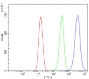 Flow cytometry testing of human 293T cells with OTULIN antibody at 1ug/million cells (blocked with goat sera); Red=cells alone, Green=isotype control, Blue= OTULIN antibody.