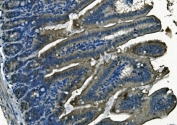 PI16 Antibody in mouse intestine by immunohistochemistry. Formalin-fixed paraffin-embedded mouse intestine tissue stained with PI16 / Peptidase inhibitor 16 antibody shows HRP-DAB chromogenic staining primarily within epithelial cells lining the intestinal villi. Positive signal is observed in the cytoplasm of enterocyte populations along the villus structures, with surrounding lamina propria cells showing minimal staining. The staining pattern highlights epithelial architecture of the intestinal mucosa. Heat induced epitope retrieval was performed by boiling tissue sections in pH 8 EDTA buffer for 20 minutes followed by cooling prior to antibody incubation.