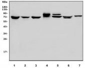 Western blot testing of 1) HeLa, 2) human Jurkat, 3) human PC-3, 4) monkey heart, 5) rat heart, 6) rat testis and 7) mouse heart lysate with PI16/Peptidase inhibitor 16 antibody. Predicted molecular weight ~50 kDa, routinely observed at 70-110 kDa depending on glycosylation level.