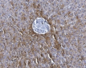 GCHFR Antibody Mouse Liver IHC. Immunohistochemistry analysis of FFPE mouse liver tissue stained with GCHFR Antibody demonstrates diffuse cytoplasmic HRP-DAB brown staining throughout hepatocyte-associated cellular populations, consistent with the role of GTP cyclohydrolase I feedback regulator / GCHFR in tetrahydrobiopterin metabolism and nitric oxide-associated metabolic signaling pathways. The observed hepatic staining profile aligns with the intracellular cofactor regulatory function of GCHFR in metabolic homeostasis and redox-associated cellular regulation. HIER: boil tissue sections in pH 8 EDTA for 20 min and allow to cool before testing.