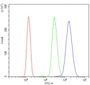 GCHFR Antibody HL60 FACS. Flow cytometry analysis of HL60 cells stained with GCHFR Antibody demonstrates a clear rightward shift of the positive cell population relative to the isotype control, consistent with detection of GTP cyclohydrolase I feedback regulator / GCHFR expression in metabolically active hematopoietic-derived cells. Blue=GCHFR antibody, Green=isotype control, Red=cells alone control. The observed staining profile aligns with the role of GCHFR in tetrahydrobiopterin metabolism, nitric oxide-associated signaling, and intracellular cofactor regulatory pathways.