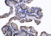 IHC staining of FFPE mouse stomach with Tspan8 antibody. HIER: boil tissue sections in pH8 EDTA for 20 min and allow to cool before testing.