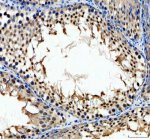 YTHDC1 Antibody Rat Testis IHC. Immunohistochemical analysis of YTHDC1 Antibody / Nuclear m6A Reader Protein Antibody in FFPE rat testis tissue. Following heat-induced epitope retrieval in pH 8.0 EDTA buffer, sections were stained with YTHDC1 antibody at 2 ug/ml and detected using an HRP-conjugated secondary antibody with DAB chromogen. Strong predominantly nuclear staining is observed in spermatogenic cells within the seminiferous tubules, consistent with the nuclear localization of YTHDC1 and its established role in m6A-dependent RNA processing during germ cell development. This YTHDC1 Antibody, a Nuclear m6A Reader Protein Antibody, is well suited for studies of RNA methylation, spermatogenesis and epitranscriptomic regulation in reproductive tissues.
