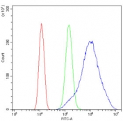 Flow cytometry testing of human SiHa cells with ALDOA antibody at 1ug/million cells (blocked with goat sera); Red=cells alone, Green=isotype control, Blue= ALDOA antibody.