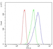 Flow cytometry testing of human Caco-2 cells with eRF1 antibody at 1ug/million cells (blocked with goat sera); Red=cells alone, Green=isotype control, Blue= eRF1 antibody.