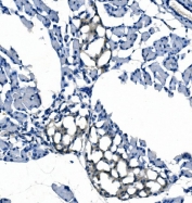 IHC staining of FFPE rat pancreas with EFT1 antibody. HIER: boil tissue sections in pH8 EDTA for 20 min and allow to cool before testing.