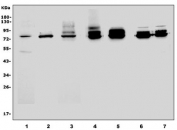 Cd97 Antibody WB. Western blot testing of 1) rat spleen, 2) rat lung and mouse 3) spleen, 4) lung, 5) NIH 3T3, 6) RAW264.7 and 7) ANA-1 cell lysate with Cd97 antibody. Expected molecular weight: 75-90 kDa depending on glycosylation level.