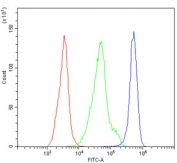 Cd97 Antibody Mouse PBMC FACS. Flow cytometry testing of mouse PBM cells with Cd97 antibody at 1ug/million cells (blocked with goat sera); Red=cells alone, Green=isotype control, Blue= Cd97 antibody.