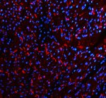 Cadherin 2 Antibody Mouse Cardiac Tissue IF. Immunofluorescent staining of FFPE mouse heart tissue with Cadherin 2 Antibody at 5 ug/ml demonstrates CDH2 expression (red). Heat-induced epitope retrieval was performed in pH8 EDTA buffer, followed by blocking with 10% goat serum. Sections were incubated with primary antibody overnight at 4Â°C, followed by Cy3-conjugated secondary antibody, with DAPI nuclear counterstain (blue). Red fluorescence demonstrates Cadherin 2 localization within the cardiac tissue. This Cadherin 2 Antibody, also called CDH2 Antibody, supports studies of N-Cadherin expression, cell-cell adhesion, and cardiac biology.