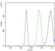Oat3 Antibody / Slc22a8 Neuro-2a FACS. Flow cytometry analysis of Neuro-2a cells using Oat3 Antibody / Slc22a8 Antibody demonstrates a strong positive fluorescence shift relative to both unstained cells and isotype control-treated cells, consistent with expression of Organic Anion Transporter 3 (OAT3/Slc22a8). Overlay histograms compare cells alone (red), isotype control antibody (green), and Oat3 antibody (blue), with the specific antibody producing a pronounced rightward shift indicative of target-associated binding. Cells were blocked with goat serum prior to staining, and antibody was used at 1 Î¼g per million cells. These results support application of the antibody for flow cytometric detection of OAT3 expression and transporter-associated cellular studies.