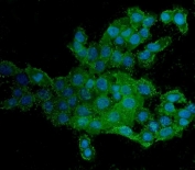 HCAM Antibody A431 Cell IF. Immunofluorescence analysis of HCAM / CD44 expression in human A431 cells using mouse monoclonal antibody clone 7H7 (green) with DAPI nuclear stain (blue). Strong membrane-associated fluorescence is observed outlining cell borders, highlighting cell surface localization consistent with HCAM/CD44 expression. The staining pattern demonstrates clear cell perimeter labeling and supports its use for visualizing receptor distribution and cellular morphology in cultured epithelial cells.