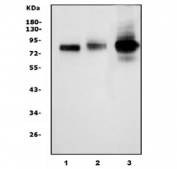 HCAM Antibody Human and Rat Sample WB. Western blot testing of 1) human HeLa, 2) human A549 and 3) rat C6 cell lysate with HCAM antibody. Predicted molecular weight ~81 kDa.
