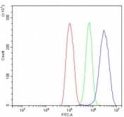 Flow cytometry testing of human ThP-1 cells with Transketolase antibody at 1ug/million cells (blocked with goat sera); Red=cells alone, Green=isotype control, Blue= Transketolase antibody.
