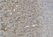 SIGLEC-4a Antibody Rat Brain IHC. IHC staining of FFPE rat brain tissue using SIGLEC-4a antibody. Heat-induced epitope retrieval was performed in pH8 EDTA buffer before incubation with the primary antibody, followed by HRP secondary antibody and DAB chromogen. Strong immunoreactivity is observed within myelinated white matter tracts, while adjacent gray matter exhibits comparatively weaker staining, consistent with the distribution of myelin-associated glycoprotein in the central nervous system. This result demonstrates that SIGLEC-4a antibody, also known as a Sialic Acid Binding Immunoglobulin Like Lectin 4A antibody, is suitable for immunohistochemical detection of myelin-associated structures in rat brain tissue.