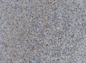 SIGLEC-4a Antibody Mouse Brain IHC. IHC staining of FFPE mouse brain tissue using SIGLEC-4a antibody. Heat-induced epitope retrieval was performed in pH8 EDTA buffer before incubation with the primary antibody, followed by HRP secondary antibody and DAB chromogen. Diffuse membranous and cytoplasmic immunoreactivity is observed throughout myelin-rich regions of the brain, consistent with the expression pattern of myelin associated glycoprotein in oligodendrocytes and myelinated fibers. This result demonstrates that SIGLEC-4a antibody, also known as a Sialic Acid Binding Immunoglobulin Like Lectin 4A antibody, is suitable for immunohistochemical detection of myelin-associated proteins in mouse brain tissue.