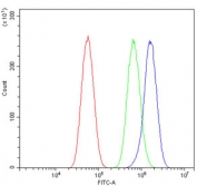 SIGLEC-4a Antibody Human Glioblastoma Cell FACS. Flow cytometry analysis of fixed and permeabilized human U-87 MG glioblastoma cells using SIGLEC-4a antibody at 1 ug/10^6 cells following blocking with goat serum. Red: cells alone. Green: isotype control. Blue: SIGLEC-4a antibody. A clear rightward shift of the antibody-stained population relative to the isotype control demonstrates specific detection of endogenous SIGLEC-4a expression in U-87 MG cells. This result shows that SIGLEC-4a antibody, also known as a Sialic Acid Binding Immunoglobulin Like Lectin 4A antibody, is suitable for flow cytometric analysis of human glioblastoma cells.