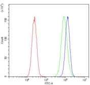Flow cytometry testing of human 293T cells with AFF4 antibody at 1ug/million cells (blocked with goat sera); Red=cells alone, Green=isotype control, Blue= AFF4 antibody.