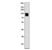 Argonaute 3 Antibody K562 WB. Western blot analysis of human K562 cell lysate using Argonaute 3 antibody detecting AGO3. A band is observed at approximately 95-100 kDa, consistent with the predicted molecular weight of AGO3. The detected signal aligns with AGO3 as a cytoplasmic component of the RISC complex involved in RNA silencing and post-transcriptional gene regulation.