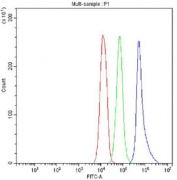Argonaute 3 Antibody Jurkat FACS. Flow cytometry analysis of fixed and permeabilized human Jurkat cells stained with Argonaute 3 antibody detecting AGO3. The antibody signal (blue) shows a clear rightward shift compared to cells alone (red) and isotype control (green), indicating positive intracellular detection of AGO3 following fixation and permeabilization. This pattern is consistent with AGO3 as a cytoplasmic and nucleoplasmic component of RISC-associated complexes involved in RNA silencing and post-transcriptional gene regulation.