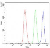 Flow cytometry testing of human MCF7 cells with CASP7 antibody at 1ug/million cells (blocked with goat sera); Red=cells alone, Green=isotype control, Blue= CASP7 antibody.