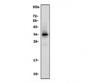 Western blot testing of human LNCaP cell lysate with polyclonal PSA antibody. Expected molecular weight: 30-40 kDa.