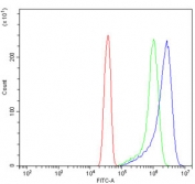 Flow cytometry testing of human HeLa cells with ATG9A antibody at 1ug/million cells (blocked with goat sera); Red=cells alone, Green=isotype control, Blue= ATG9A antibody.