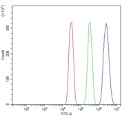 Flow cytometry testing of human SiHa cells with FOXN1 antibody at 1ug/million cells (blocked with goat sera); Red=cells alone, Green=isotype control, Blue= FOXN1 antibody.