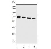 Western blot testing of 1) human HeLa, 2) human Raji, 3) mouse NIH 3T3 and 4) mouse RAW264.7 cell lysate with FOXN1 antibody. Predicted molecular weight ~69 kDa.