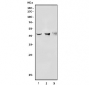 Indoleamine 2,3-Dioxygenase 2 Antibody Multi-Species WB. Western blot analysis of 1) rat liver, 2) mouse liver, and 3) monkey kidney tissue lysates using Indoleamine 2,3-Dioxygenase 2 Antibody detects a band at approximately 47 kDa, consistent with the expected molecular weight of IDO2 / INDOL1. The banding pattern across multiple species supports detection of this tryptophan metabolism enzyme, aligning with its role in kynurenine pathway activity and immune-associated metabolic regulation.