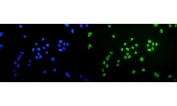 Ku70 Antibody U-2 OS Immunofluorescence. Immunofluorescent analysis of FFPE human U-2 OS cells stained with Ku70 Antibody demonstrates strong nuclear-associated green fluorescence consistent with XRCC6 / Ku70 localization within DNA damage response and chromatin-associated repair compartments. This DNA end binding protein antibody highlights non-homologous end joining-associated genomic maintenance pathways in osteosarcoma-derived cells. Nuclei are counterstained with DAPI nuclear stain (blue). HIER: steam section in pH6 citrate buffer for 20 min.