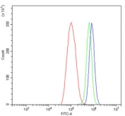 Ku70/XRCC6 Antibody ThP-1 FACS. Flow cytometry testing of human ThP-1 cells with Ku70/XRCC6 antibody at 1ug/million cells (blocked with goat sera); Red=cells alone, Green=isotype control, Blue= Ku70/XRCC6 antibody.