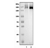 Western blot analysis of BMPR2 in 1) rat heart and 2) mouse heart tissue lysate using a BMPR2 antibody. Banding is detected between approximately 170 and 190 kDa in both species. Although the theoretical mass of the BMPR2 core protein is about 115 kDa, extensive N linked glycosylation and the presence of dimeric or higher order receptor complexes can cause BMPR2 to migrate at higher apparent molecular weights in heart tissue.