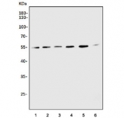 Western blot testing of 1) rat thymus, 2) rat spleen, 3) rat C6, 4) mouse RAW264.7, 5) human HeLa and 6) human Jurkat cell lysate with CXCR4 antibody. Predicted molecular weight ~40 kDa but may be observed at higher molecular weights due to glycosylation.