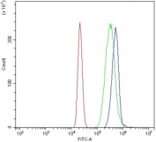 DYSF Antibody HL60 FACS. Flow cytometric analysis of human HL60 cells using DYSF Antibody demonstrates a rightward shift of the blue population relative to the isotype control (green), consistent with detection of Dysferlin / DYSF expression. Dysferlin is a ferlin family membrane repair protein that participates in calcium-dependent membrane remodeling and cellular recovery following membrane injury. Cells were stained with 1 ug antibody per million cells following blocking with goat sera. Red = cells alone, Green = isotype control, Blue = DYSF antibody.