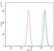 Flow cytometry testing of human U-87 MG cells with O-GlcNAcase antibody at 1ug/million cells (blocked with goat sera); Red=cells alone, Green=isotype control, Blue= O-GlcNAcase antibody.
