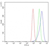 HSP90AA1 Antibody FACS. Flow cytometry analysis of human A549 cells using HSP90AA1 Antibody / Molecular Chaperone Antibody demonstrates a clear rightward shift of the antibody-stained population (blue) relative to the isotype control (green) and unstained cells (red), consistent with detection of HSP90AA1 expression. HSP90AA1 (HSP90 alpha) is a highly conserved ATP-dependent molecular chaperone involved in protein folding, stabilization of client proteins, signal transduction, and cellular stress-response pathways. Due to its central role in maintaining proteostasis and cellular homeostasis, HSP90AA1 is widely studied in cancer biology, cell signaling, and stress-response research. Cells were stained with HSP90AA1 antibody at 1 ug/million cells following blocking with goat sera. Red = cells alone, Green = isotype control, Blue = HSP90AA1 antibody.