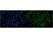Immunofluorescent staining of FFPE human HeLa cells with NIRF antibody (green) and DAPI nuclear stain (blue). HIER: steam section in pH6 citrate buffer for 20 min.