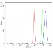 Flow cytometry testing of rat RH35 cells with RAB11A antibody at 1ug/million cells (blocked with goat sera); Red=cells alone, Green=isotype control, Blue= RAB11A antibody.
