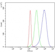 Flow cytometry testing of human Jurkat cells with AASS antibody at 1ug/million cells (blocked with goat sera); Red=cells alone, Green=isotype control, Blue= AASS antibody.