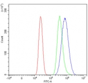 Fcgr3 Antibody Mouse RAW264.7 Cell FACS. Flow cytometry testing of mouse RAW264.7 cells with Fcgr3 antibody at 1ug/million cells (blocked with goat sera); Red=cells alone, Green=isotype control, Blue= Fcgr3 antibody.